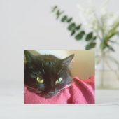 Carte postale Merlin the Cat (Debout devant)