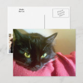 Carte postale Merlin the Cat (Devant / Derrière)