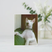 Carte Postale merra (Debout devant)