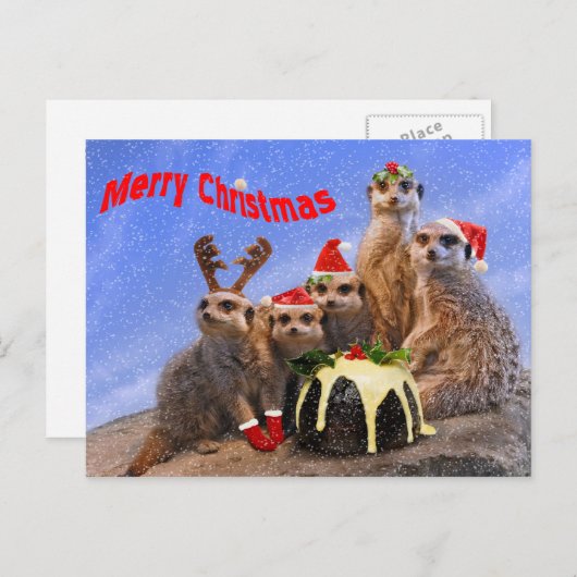 Carte postale Merry Meerkats (Devant / Derrière)