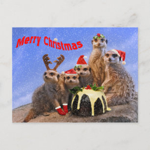 Carte postale Merry Meerkats