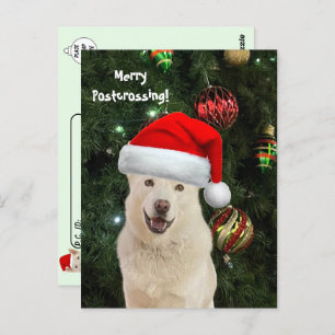 Carte Postale Merry Postcroisement de Crystal le chien Husky