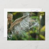 Carte Postale Merveilles de la nature~ Graines (Devant / Derrière)