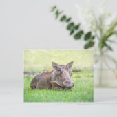 Carte postale merveilleuse de Warthog (Debout devant)