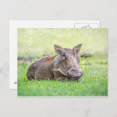 Carte postale merveilleuse de Warthog (Devant / Derrière)