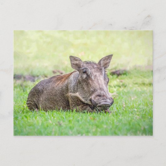 Carte postale merveilleuse de Warthog (Devant)