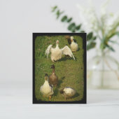 Carte Postale Merveilleuse sauvagine (Debout devant)