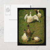 Carte Postale Merveilleuse sauvagine (Devant / Derrière)