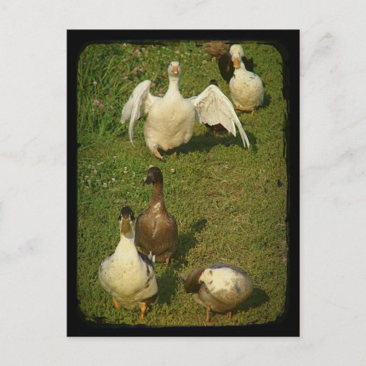 Carte Postale Merveilleuse sauvagine (Devant)