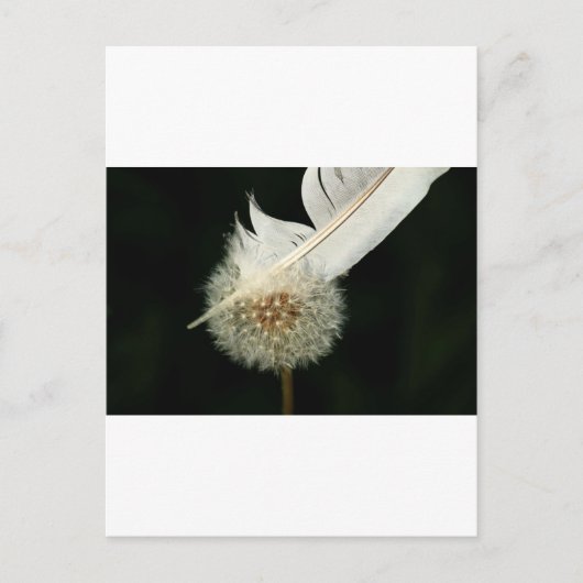 Carte Postale Merveilleux Dandelion (Devant)