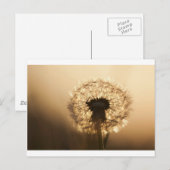 Carte Postale Merveilleux Dandelion (Devant / Derrière)