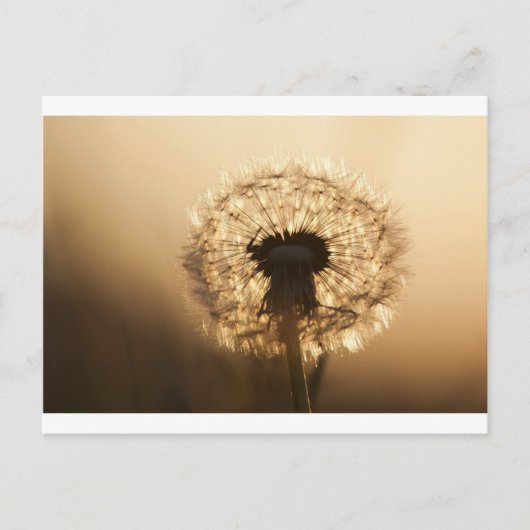 Carte Postale Merveilleux Dandelion (Devant)