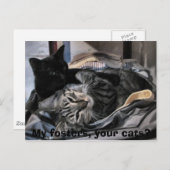 Carte Postale Mes fosters, vos chats ? (Devant / Derrière)