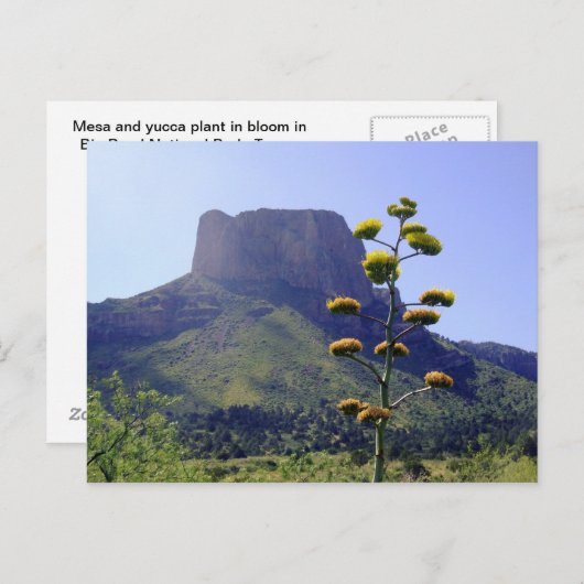 Carte Postale Mesa et maguey en fleurs 1 (Devant / Derrière)