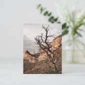 Carte postale Mesa Verde (Debout devant)