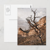 Carte postale Mesa Verde (Devant / Derrière)