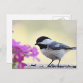 Carte Postale Mésange (Devant / Derrière)