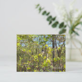 Carte Postale Mésange (Debout devant)