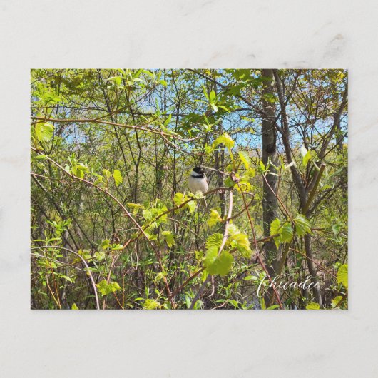 Carte Postale Mésange (Devant)