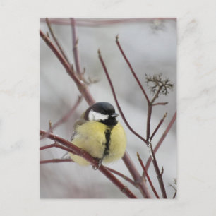 Carte Postale Mésange à tête noire