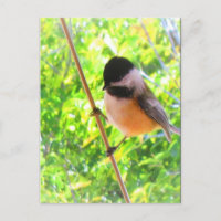 Mésange à tête noire, joli oiseau chanteur enjoué