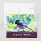 Carte Postale Mésange à tête noire oiseaux perchés Canada (Devant / Derrière)