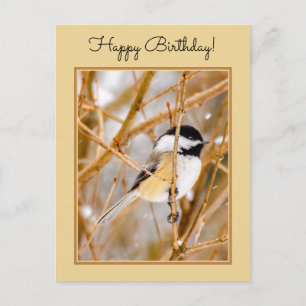 Carte Postale Mésange à tête noire - Photographie originale