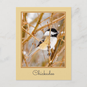 Carte Postale Mésange à tête noire - Photographie originale
