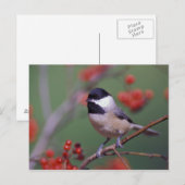 Carte Postale Mésange de Caroline (Devant / Derrière)