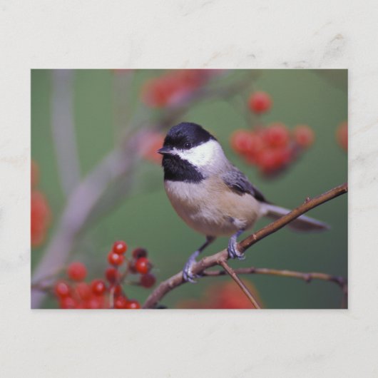 Carte Postale Mésange de Caroline (Devant)