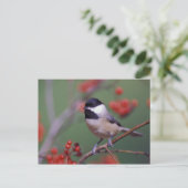 Carte Postale Mésange de Caroline (Debout devant)