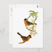 Carte Postale Mésie à oreilles argentées (Devant / Derrière)