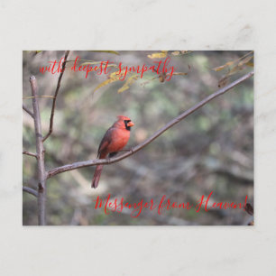Carte Postale Messager Cardinal Rouge du Ciel Sympathy Postca