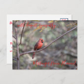 Carte Postale Messager Cardinal Rouge du Ciel Sympathy Postca (Devant / Derrière)