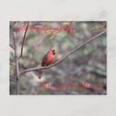 Carte Postale Messager Cardinal Rouge du Ciel Sympathy Postca (Devant)
