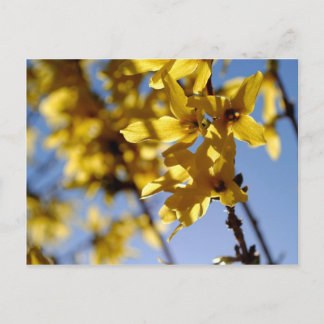 Carte Postale Messager de printemps