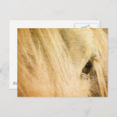 Carte Postale Messy Mane (Devant / Derrière)