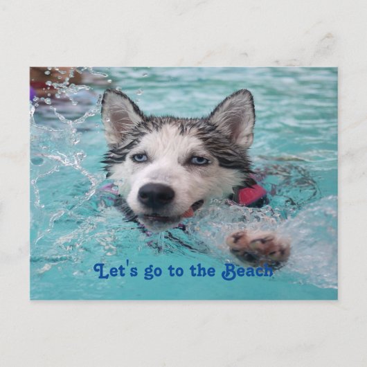 Carte Postale Mete Beach Dog salutations (Devant)