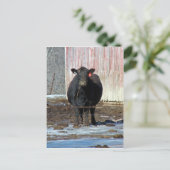 Carte Postale Meuh (Debout devant)