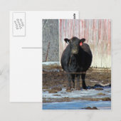 Carte Postale Meuh (Devant / Derrière)