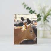 Carte Postale Meuh à toi (Debout devant)