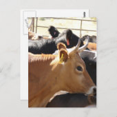 Carte Postale Meuh à toi (Devant / Derrière)