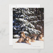 Carte Postale Meute de loups en hiver (Devant / Derrière)