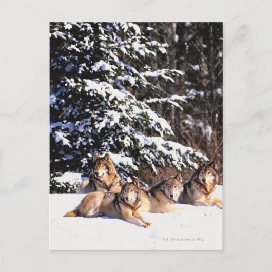 Carte Postale Meute de loups en hiver (Devant)