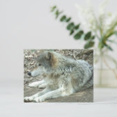 Carte postale mexicaine de loup (Debout devant)