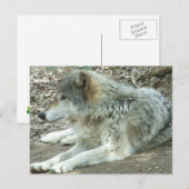 Carte postale mexicaine de loup (Devant / Derrière)