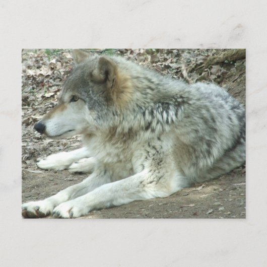 Carte postale mexicaine de loup (Devant)