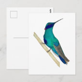 Carte Postale Mexican Violetear Hummingbird (Devant / Derrière)
