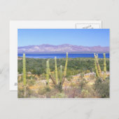 Carte Postale Mexique, Basse Californie du Sud, Cardon Cactus à (Devant / Derrière)