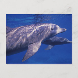 Carte Postale Mexique, Cozumel. Dauphin en bouteille, Tursiops 2